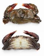 Image result for Mini Soft Shell Crab Crunchy