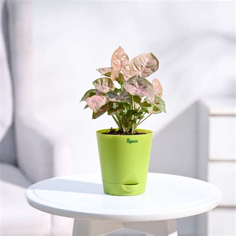 Buy Syngonium Pink Plant | Vibrant, Low-Maintenance, and Ready to ...