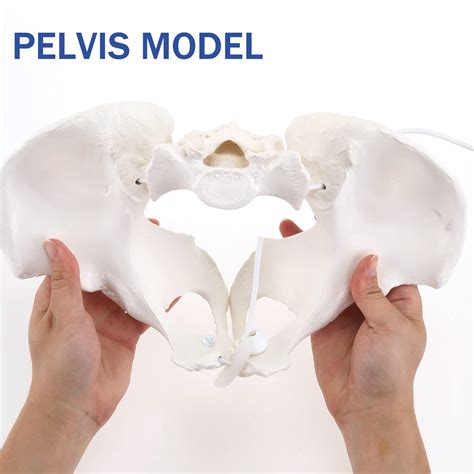 Buy LYOU Life Size Female Pelvis Model, Flexible Female Anatomy Model ...