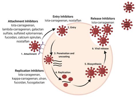 Seaweed Sulfated Polysaccharides against Respiratory Viral Infections