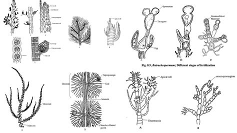 Phycology Archives - Biology Notes Online