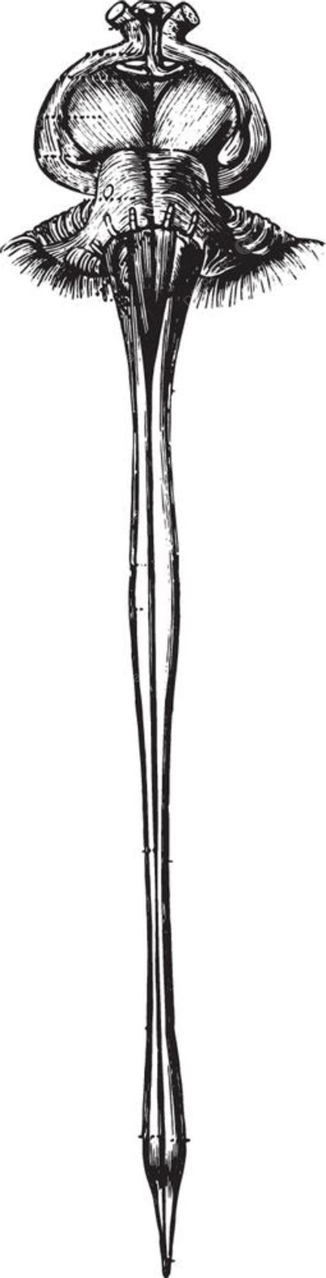 Brain And Spinal Cord Drawing