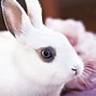 Image result for Newborn Albino Bunny