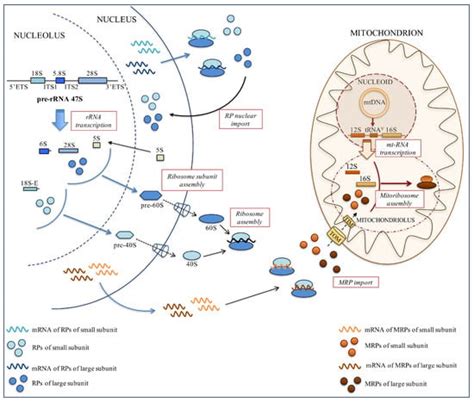 Ribosome Biogenesis and Cancer: Overview on Ribosomal Proteins