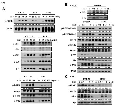 Synergistic Anti-Tumour Effect of Syk Inhibitor and Olaparib in ...