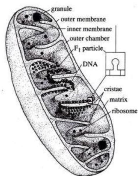 Ultrastructure of mitochondria - Brainly.in