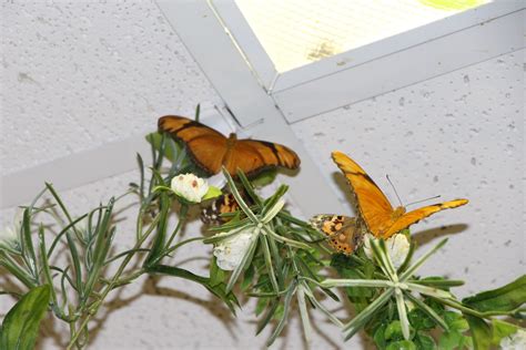 Bear Mountain Butterfly Sanctuary: Jim Thorpe, PA - Been There Done ...