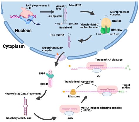 Subcellular Localization of miRNAs and Implications in Cellular Homeostasis