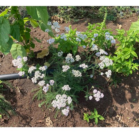Common Yarrow (Live plant) | O' naturale
