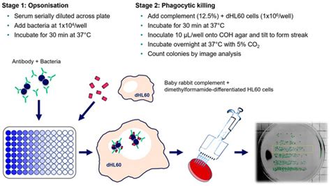 Development of A Standardized Opsonophagocytosis Killing Assay for ...