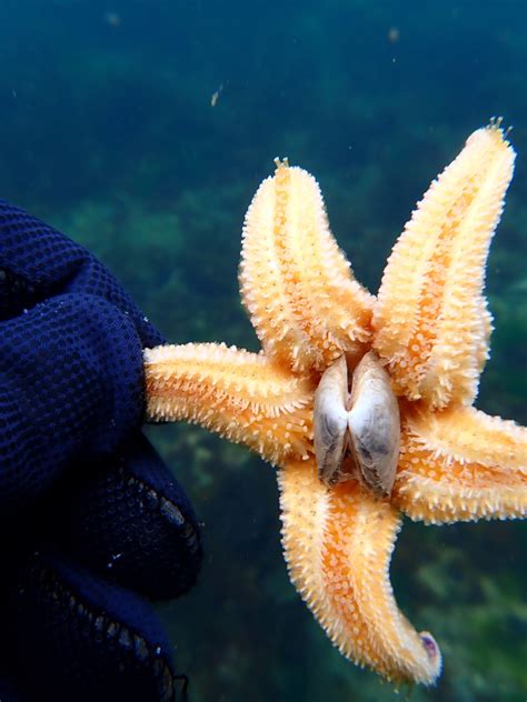 Northern Pacific Seastar Removal Programme - Earthcare St Kilda