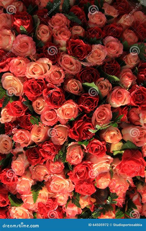 Red and pink roses stock photo. Image of flora, pastel - 64505972