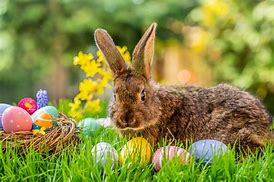 Image result for Easter Bunny Sidd