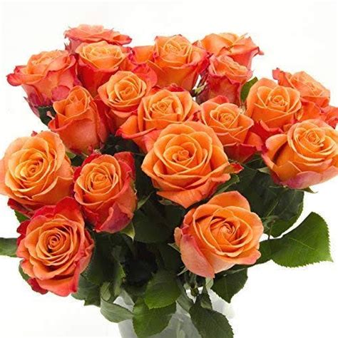 20 ORANGE ROSE BUNCH