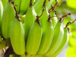 Unbelievable benefits of raw bananas and how to use them