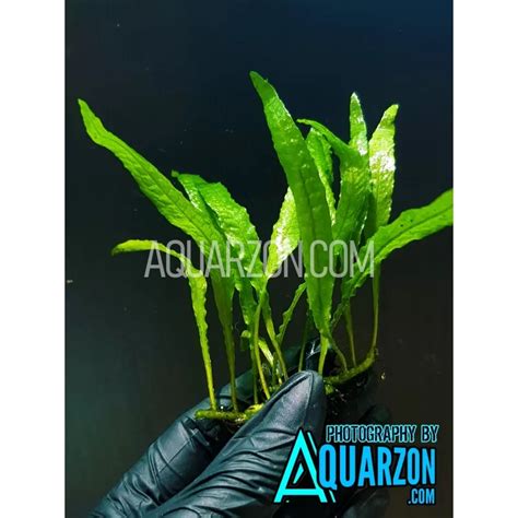 Java Fern Small Leaves at Tip 的图像结果