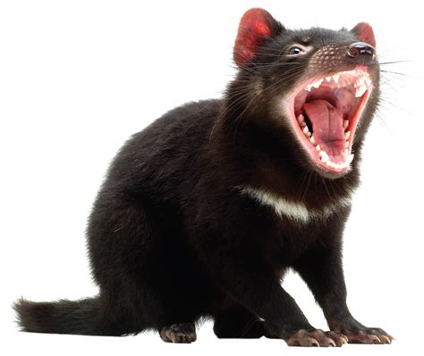 Bebés de diablo de Tasmania disfrutan jugando y enamoran a Internet ...