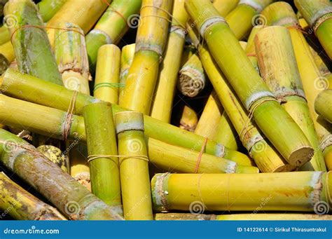 Sugar Cane And Dry Leaf, Sugar Cane Plantation, Sugarcane Farm ...