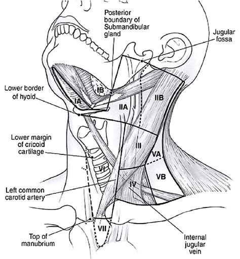 Supraclavicular shotty lymph nodes - benefitsrilly