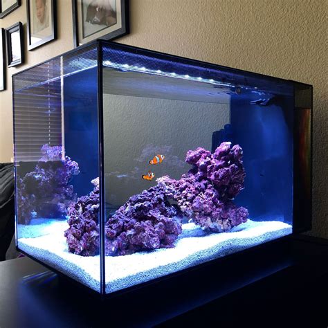Pin on Saltwater fish tanks