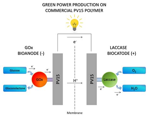 Immobilizing Enzymes on a Commercial Polymer: Performance Analysis of a ...