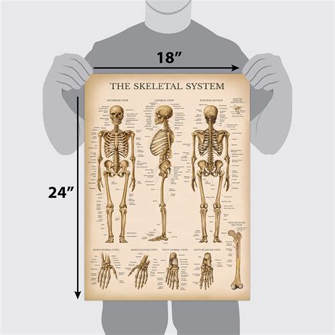 Buy 10 Pack,Vintage Anatomical Poster Set,Laminated,Muscular, Skeletal ...