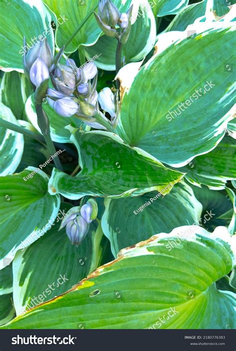 Greenery Background Details Minimal Bio Aesthetic Stock Photo ...