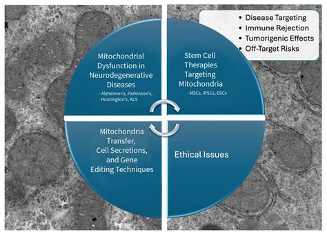 Integrating Mitochondrial Biology into Innovative Cell Therapies for ...