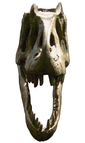 Allosaurus Facts for Kids
