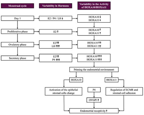 HOXA10 and HOXA11 in Human Endometrial Benign Disorders: Unraveling ...