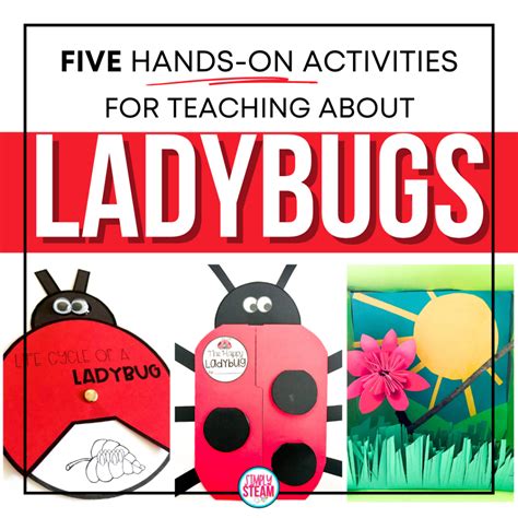 Image result for Ladybug Science Activities