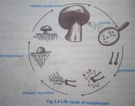 Basic Mushroom Life Cycle