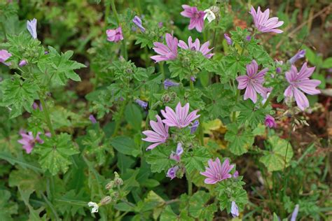 Malva sylvestris (Wilde Malve)