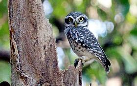 Forest department on high alert as superstition fuels illegal owl hunt ...