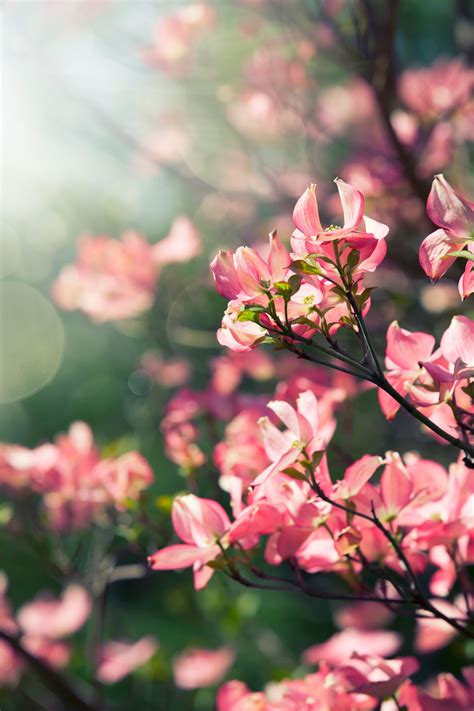 Image result for Spring Tree Pruning