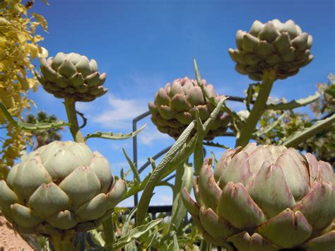 Growing Artichokes | Growing artichokes, Artichoke, Gardn