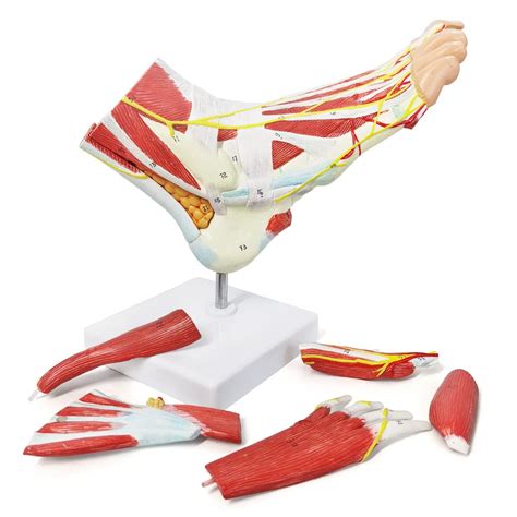 Evotech Numbered Foot Anatomical Skeleton Model W/Bones Muscles ...