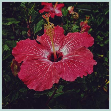 Hibiscus flower meaning. Learn everything about this beautiful flower