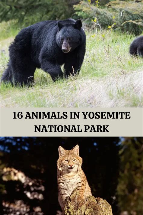 16 ANIMALS IN YOSEMITE NATIONAL PARK YOU WILL SEE WHILE HIKING HERE! | Yosemite park, National ...