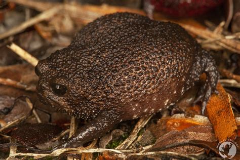 Breviceps macrops - Desert Rain Frog — NICOLAU ECOLOGY