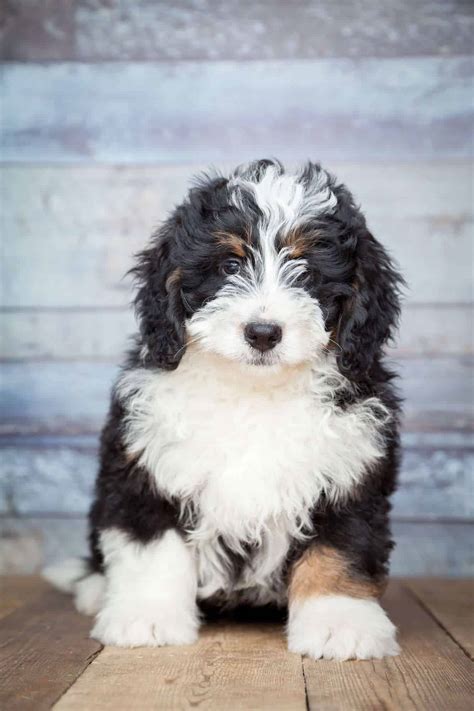 Guide to Bernedoodles [Facts & Personality Traits] - RAWZ