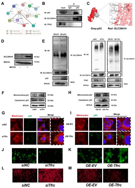 TFRC Ablation Induces Insufficient Cartilage Development Through ...