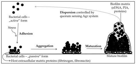 Antibiofilm Effect of Silver Nanoparticles in Changing the Biofilm ...