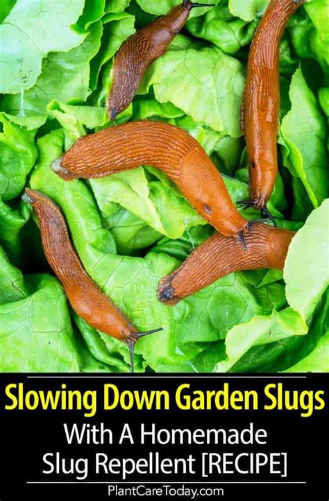 Image result for Homemade Slug Control