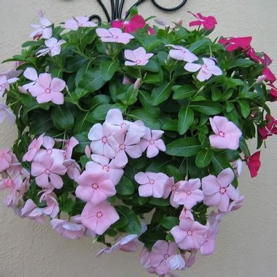 Catharanthus roseus