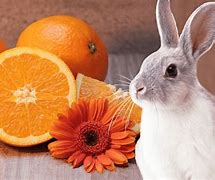 Image result for Plants Rabbits Won't Eat