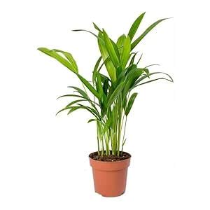 Cloud Farm Live Rare Areca Palm Indoor Air Purifying Low Maintenance ...
