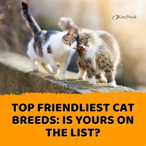 Top Friendliest Cat Breeds: Is Yours on the List? - Best Cat Blog ...