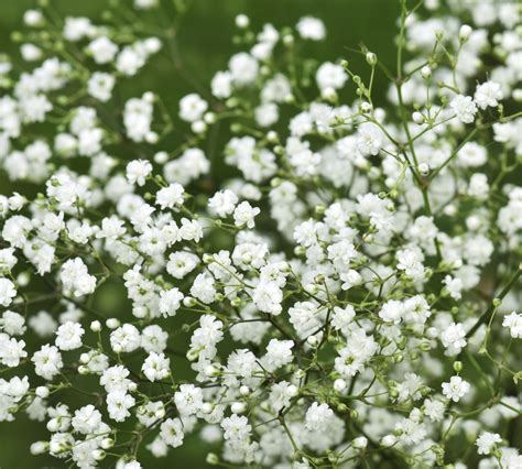 23 Tiny Flowers With Big Influence in Your Garden | Tiny white flowers ...