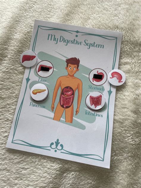 Image result for Digestive System Fun Activities